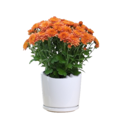 Chrysanthemum Indicum (Orange)